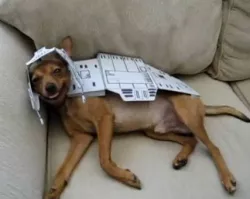 AT-AT DOG from star wars