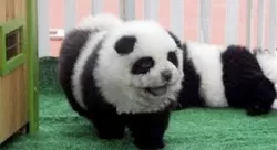 DIY panda dog with animal proof and friendly paint 