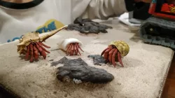 Hermit Crab
