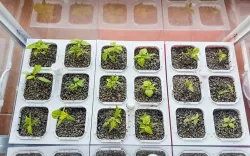 Hydroponic garden 