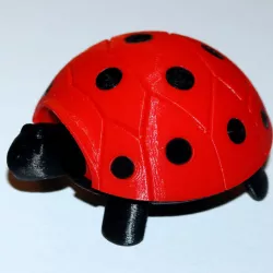 Lady Turtle