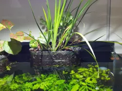 Aquarium plant hanger