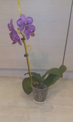 Flower stand (цветочная подставка)