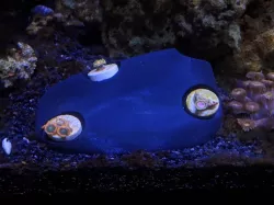 Frag Rocks 
