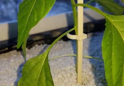 Plant support