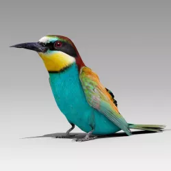 Bee-eater animated Low-poly  3D model