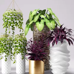 Collection of plants in pots 3D model