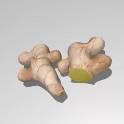 Ginger root 3D model