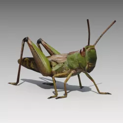 Grasshopper Animated Low-poly  3D model