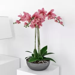 Orchid3 3D model