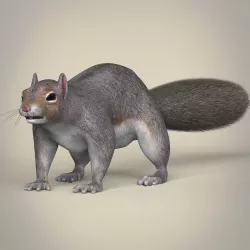 Realistic Squirrel 3D model