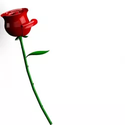 red rose