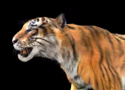 Tiger rigging For 3Dmax 3D model