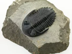Trilobite (P149623)