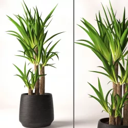Yucca plant 3D model