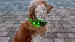 Case for Micro:Bit - Colorful Dog Collar Project