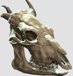 Fallout 4 - Brahmin Skull