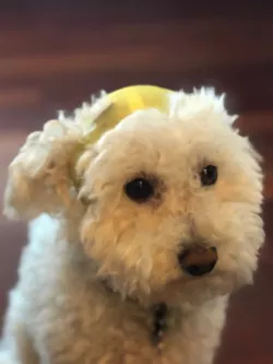 Small Dog Helmet