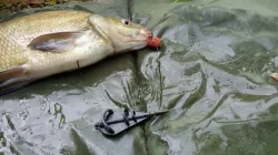 INLINE METHOD FEEDER