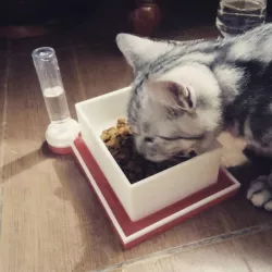 Cat Bowl with auto filled anti bug moat + Bottle