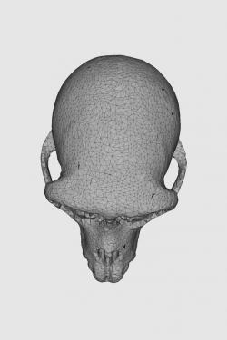 macaque monkey skull 3d models 【 STLFinder