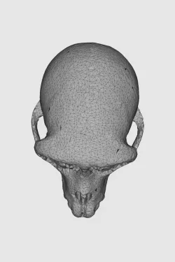 macaque monkey skull