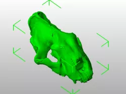 Sabertooth cat (Smilodon californicus) skull, scanned from real fossil