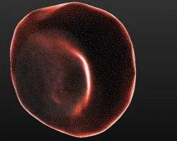 A model for a Red Blood Cell