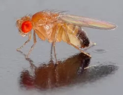 Fruit Fly Trap - Fruchtfliegenfalle
