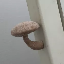 magnet_mushroom_001