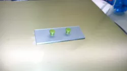 prusa night shade