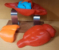 Educative 3D Printed Atlas of a Rat Brain