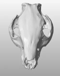 Pig Skull scan
