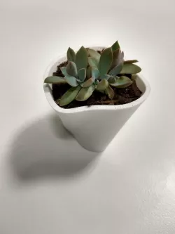 Succulent Pot - Entropy