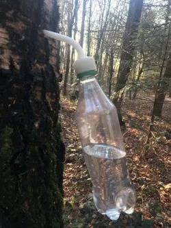 Tree Tap for Standart Bottle