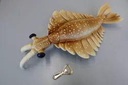 Anomalocaris