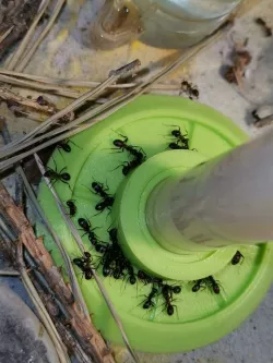 Ant feeder & drinker 