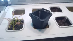 IKEA Vaxer flower pot/planter