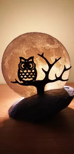 Owl sitting in front of Moon