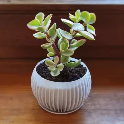 Stripy Sphere Planter