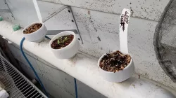 1" Seed Starter for Aquaponics