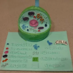 Animal Cell Model With Labels