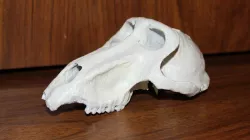 baboon skull
