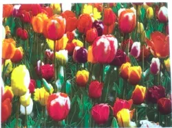 Color Lithophane Tulips