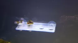 Coral Frag Rack