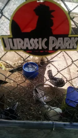4 Color Jurassic Park Chicken sign