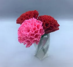 Carnation