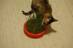 Cat Grass planter