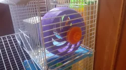 Hamster Wheel Bearing