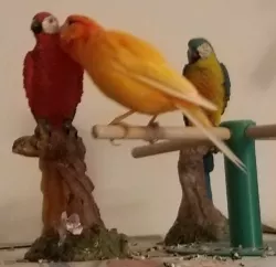 Perch for Songbirds
